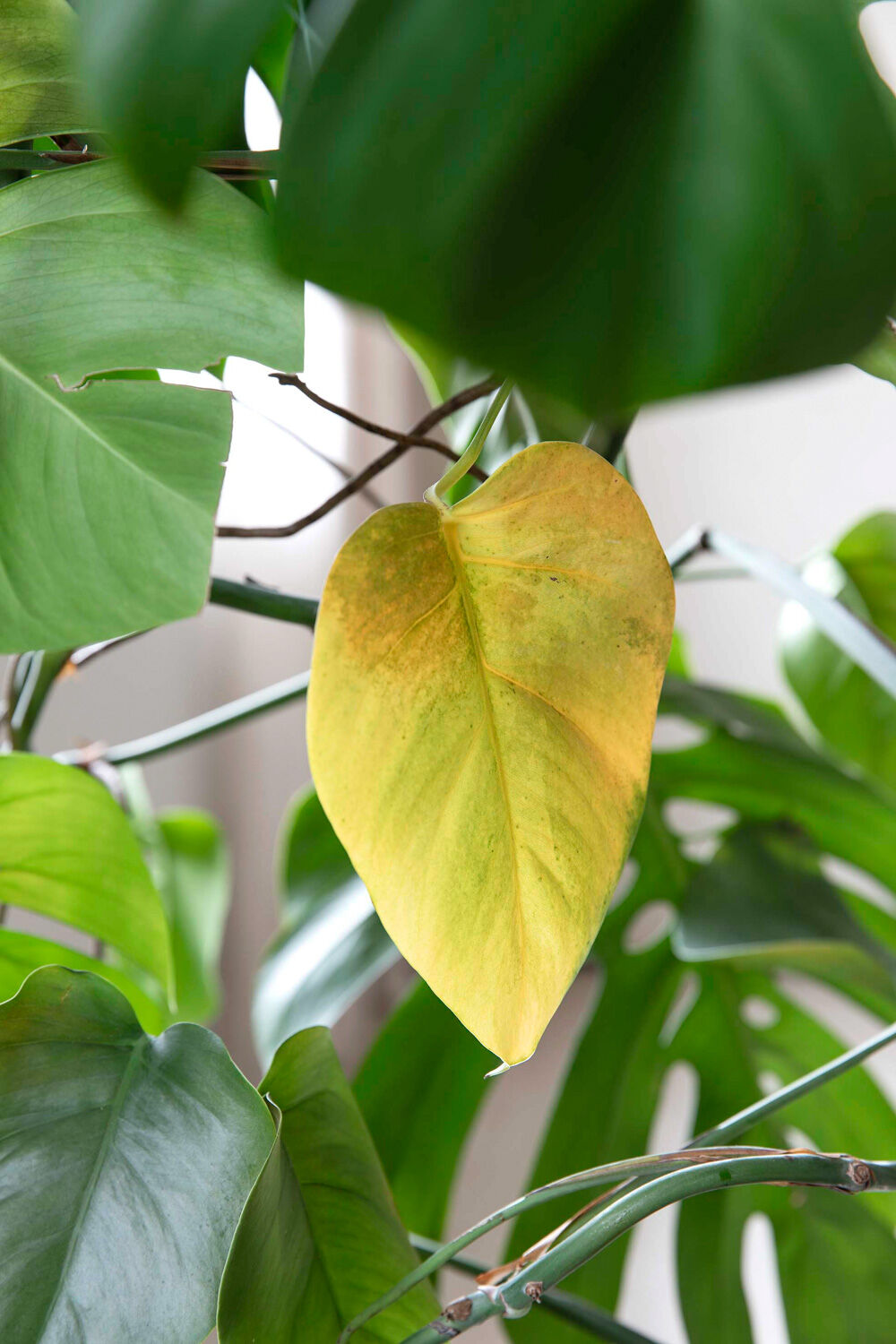 gule blader på planten